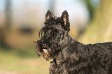 SCOTTISH TERRIER 202